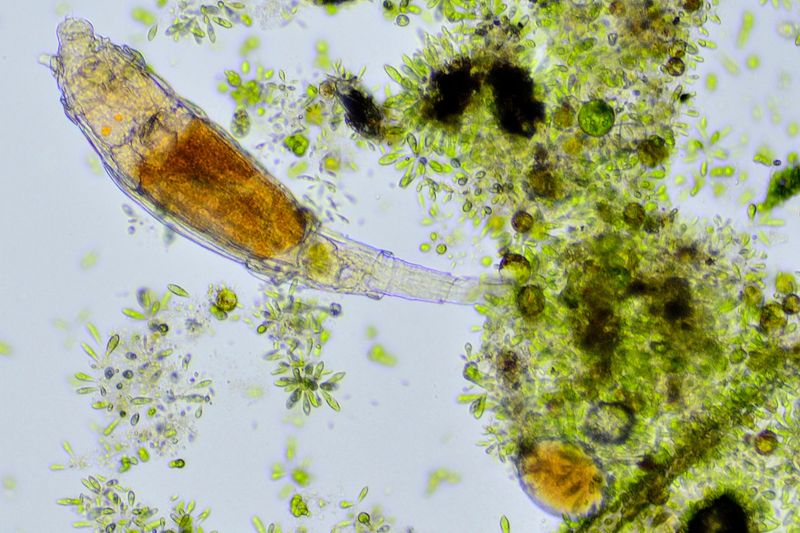 Bdelloid Rotifers: Ancient Asexual Survivors