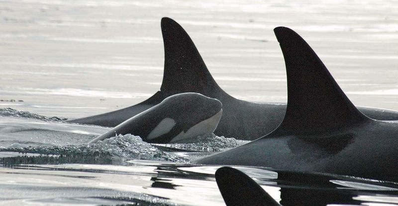 Orca Whales: Where Grandmas Lead The Pod