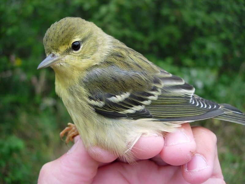 Fall Warblers - The Autumn Identity Crisis