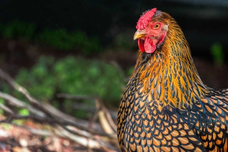 Glamorous Golden Laced Wyandottes