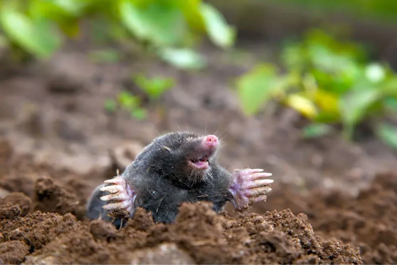 Use Mole Repellent