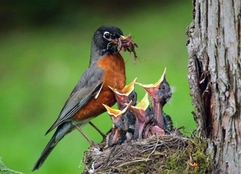 Parental Involvement Is Crucial