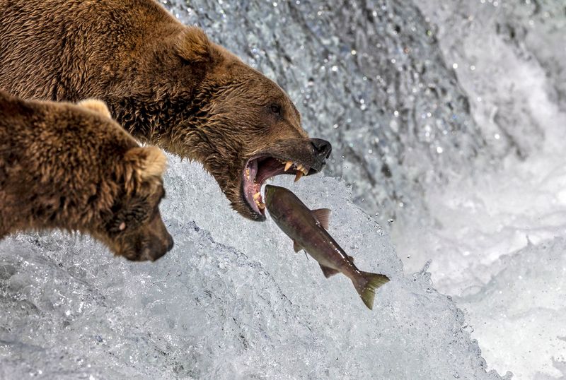Magnificent Alaskan Brown Bear