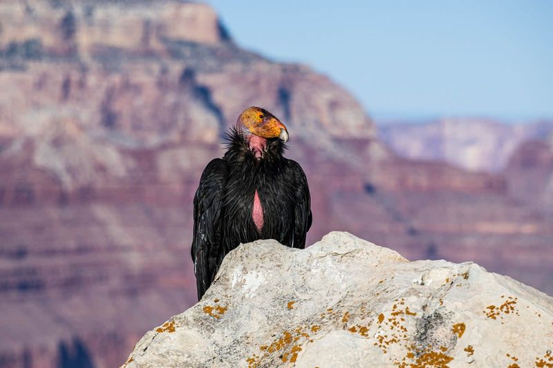 Political Era Leaves Its Mark On Nature