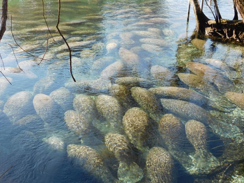Importance Of The Winter Months: Manatee Congregation