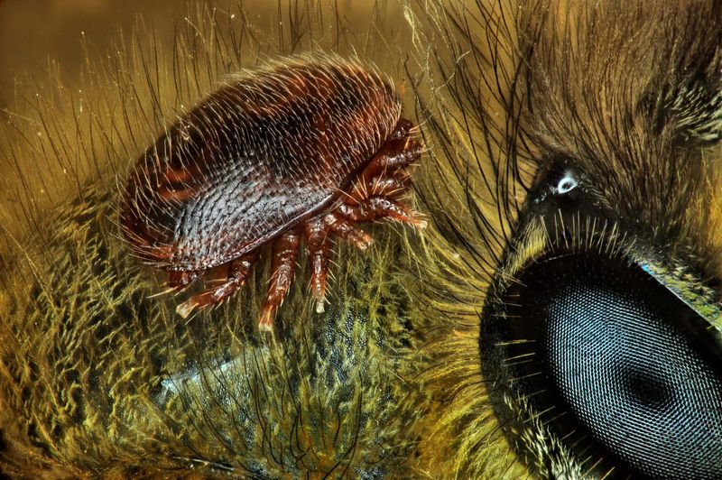 Microscopic Invaders