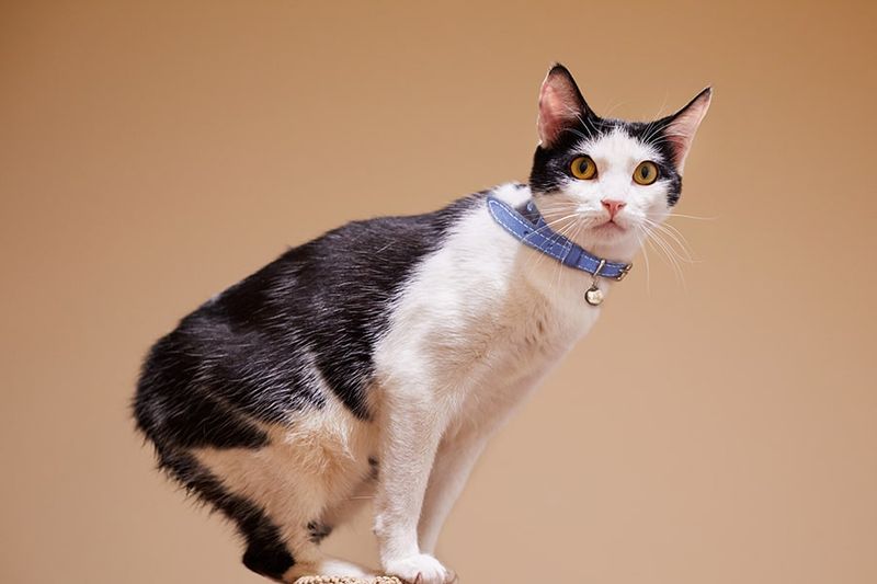 Striking Manx