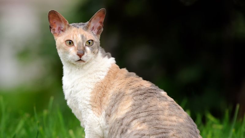 Lively Cornish Rex