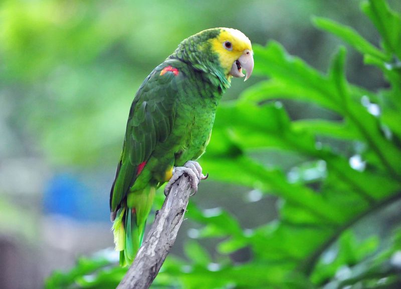 Chatty Amazon Parrots