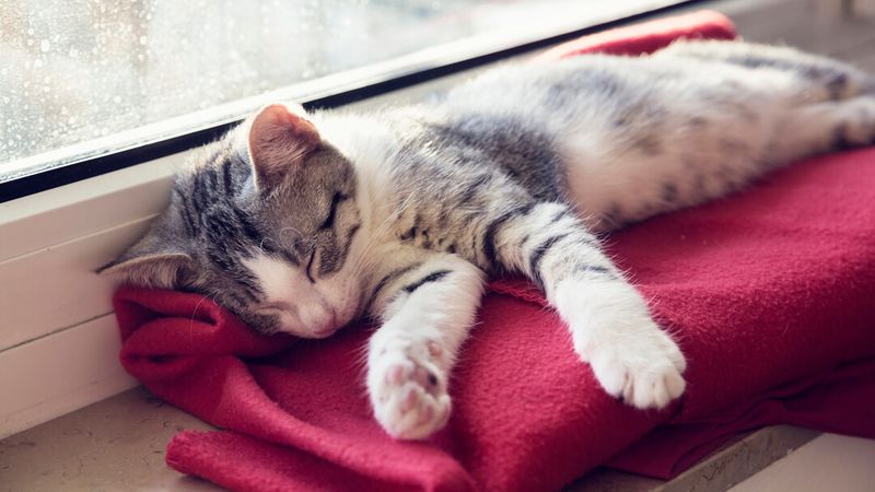 Age-Related Sleep Changes