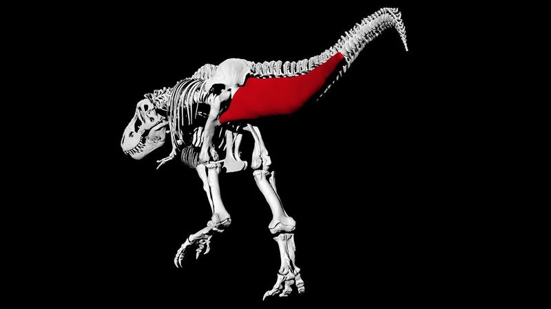 T. Rex's Agility: Not Just About Speed