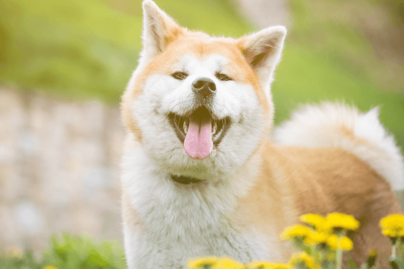 Akita