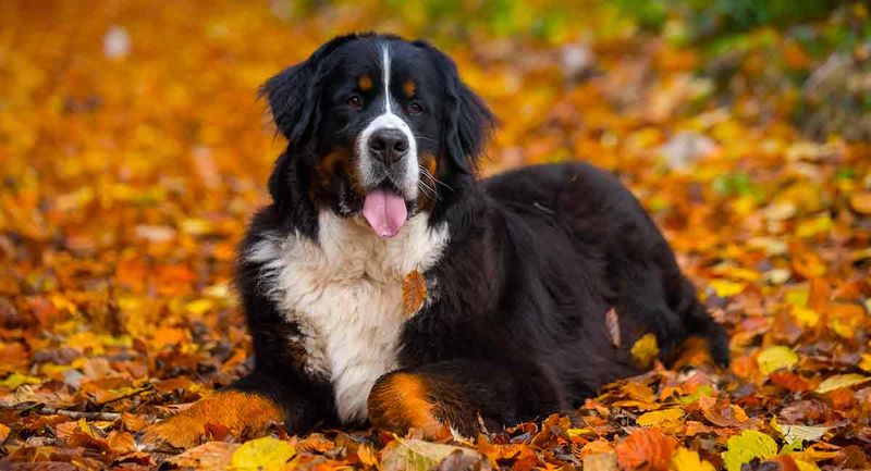 Bernese Mountain Dog: Heartbreakingly Short Lifespan