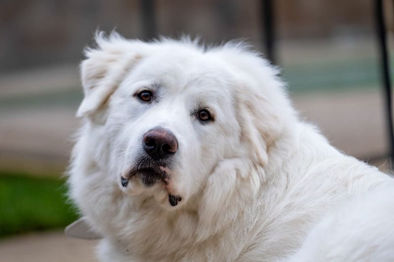 Great Pyrenees: The Serene Protector
