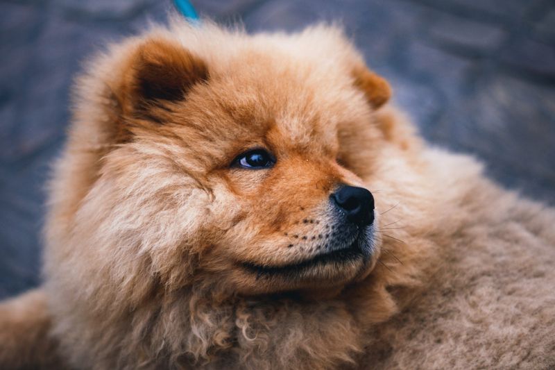 Chow Chow