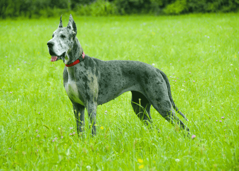 Great Dane