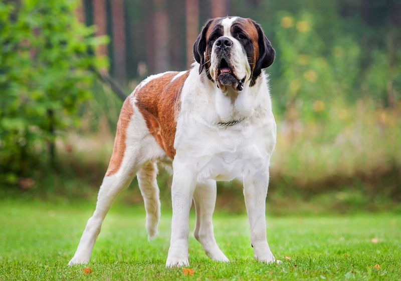 Saint Bernards: Size Complications