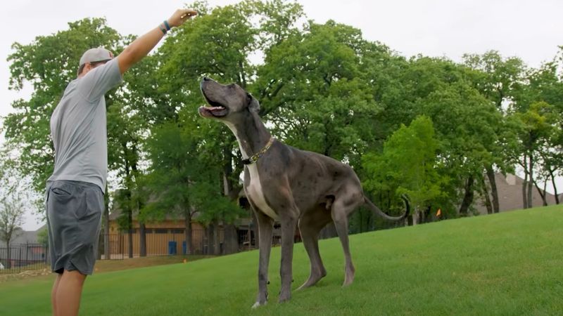 Great Dane