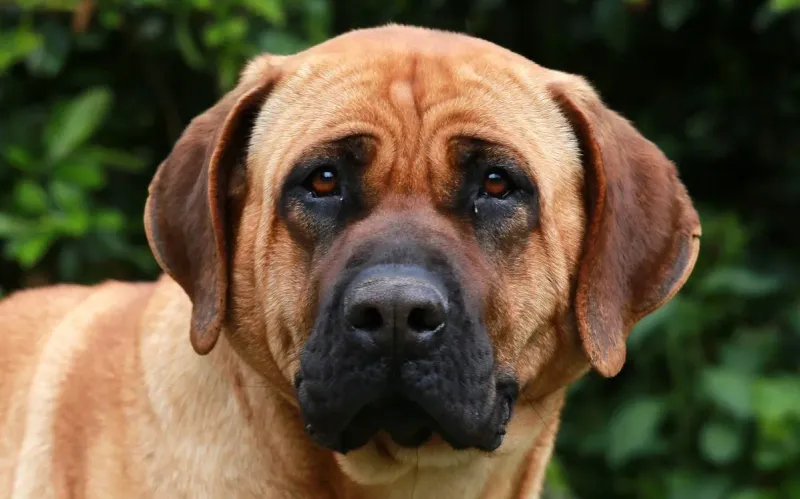 Tosa Inu: Japan's Canine Sumo Wrestler