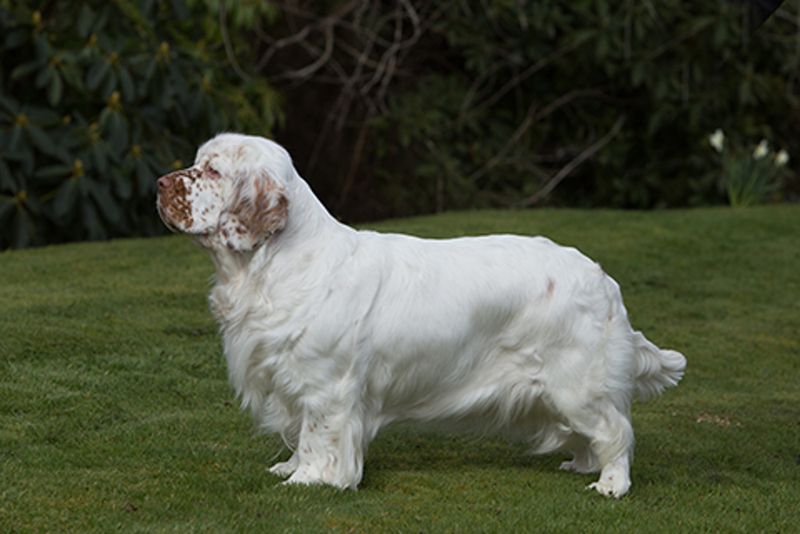 Clumber Spaniel (Setter Group)