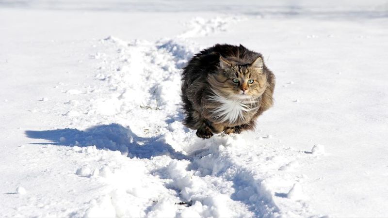 Feline Flexibility