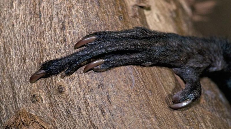 Identifying Hollow Cavities In Trees