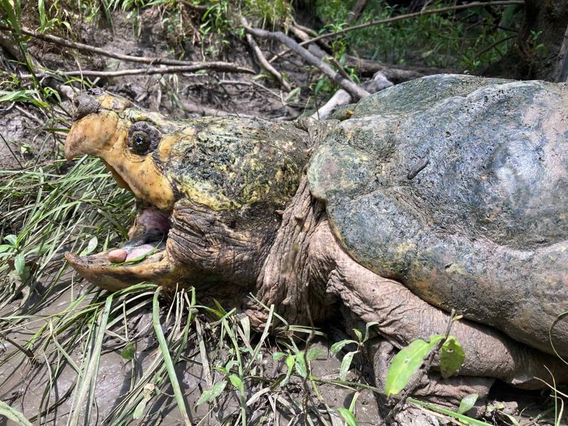 The Importance Of Continued Conservation