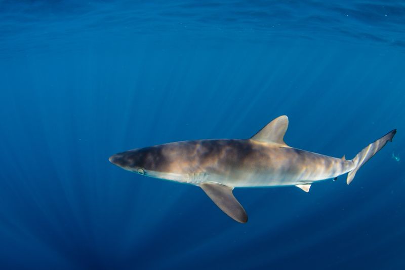Why This Discovery Is Crucial For Shark Conservation