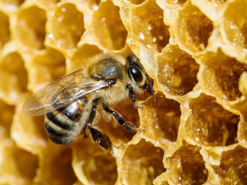 The Honey Stomach