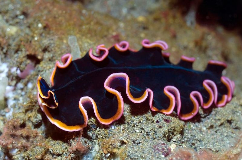 Marine Flatworm – Short Life, Bright Colors