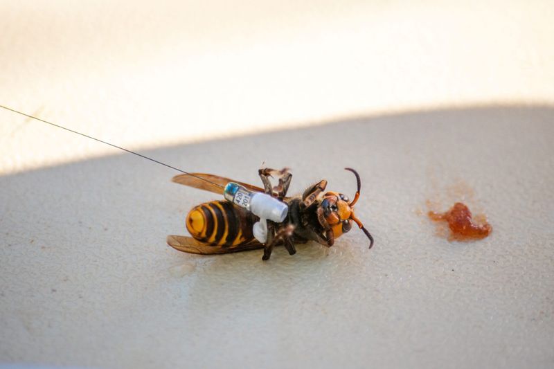 Tracking And Destroying Murder Hornet Nests: The Strategy Behind The Effort