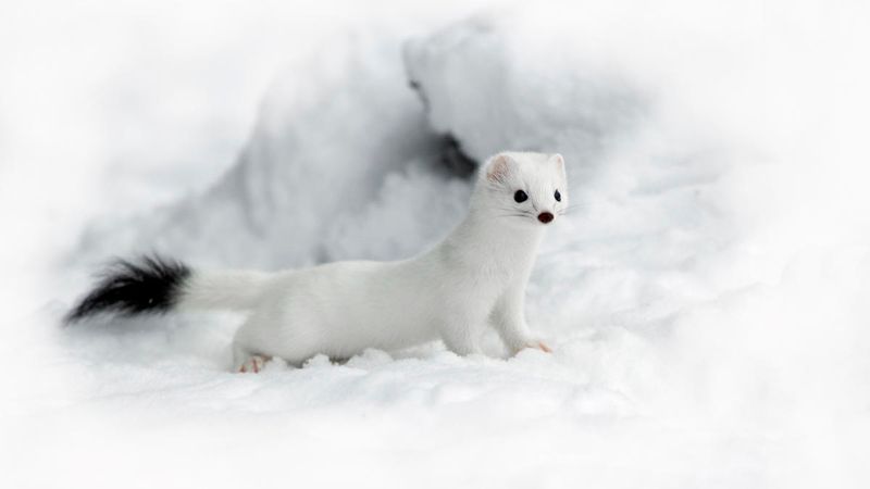 Ermine's Vulnerability To Climate Change