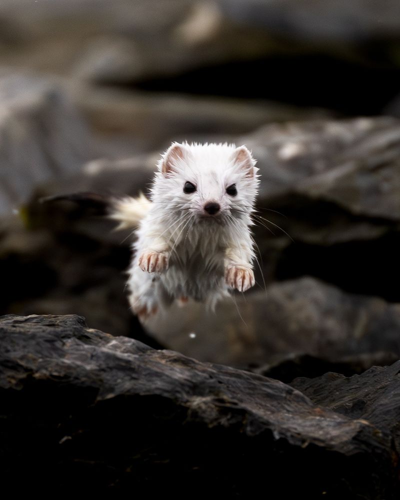 The Ermine's Speed And Agility In The Wild