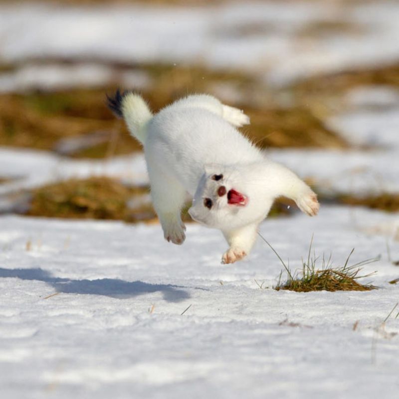 How The White Ermine Hunts