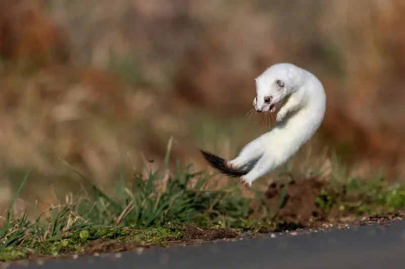 The Ermine's Role In Local Ecosystems