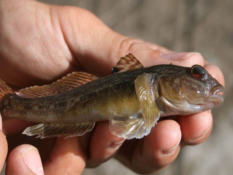 Bottom-Dwelling Fish Cause Top-Level Chaos