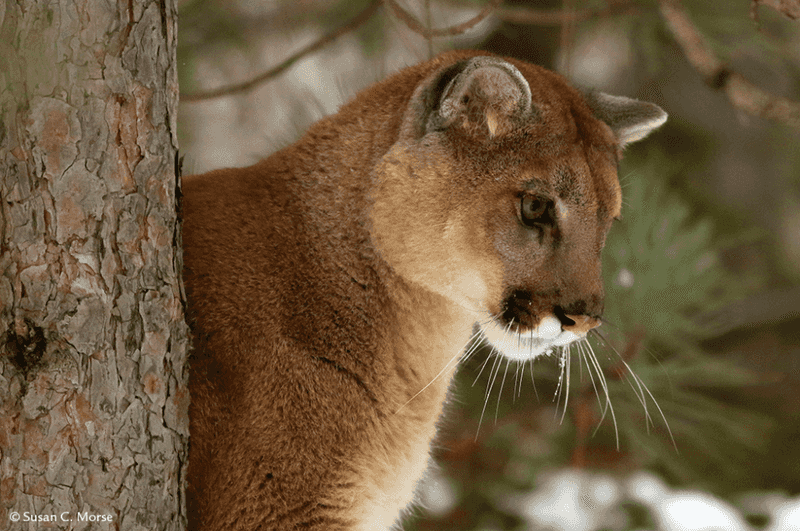 Eastern Cougar (Eastern Puma)