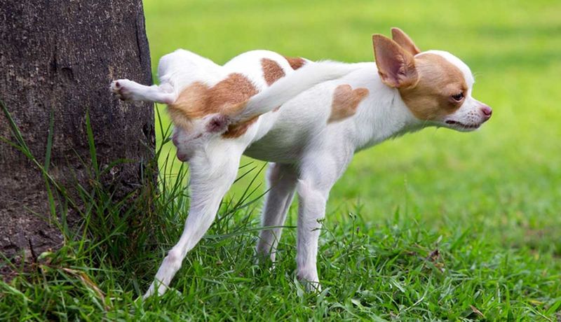 Dog's Territorial Marking