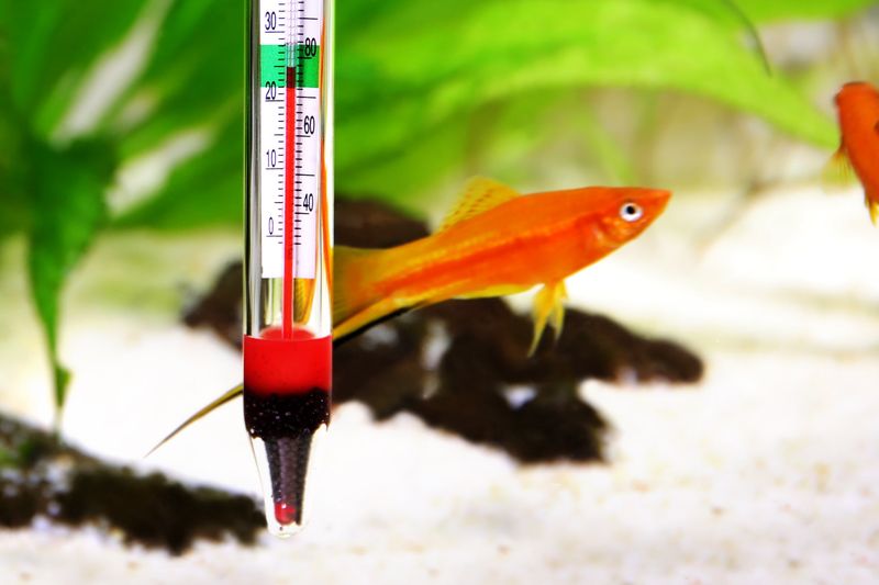 Monitor Temperature Carefully
