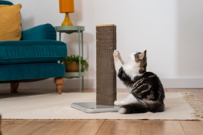 Provide Appropriate Scratching Surfaces