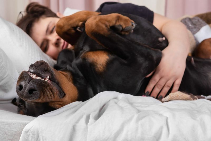 Managing The Infamous Doberman Velcro Dog Syndrome