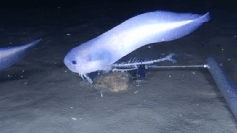 Swire's Snailfish's Toxic Haven