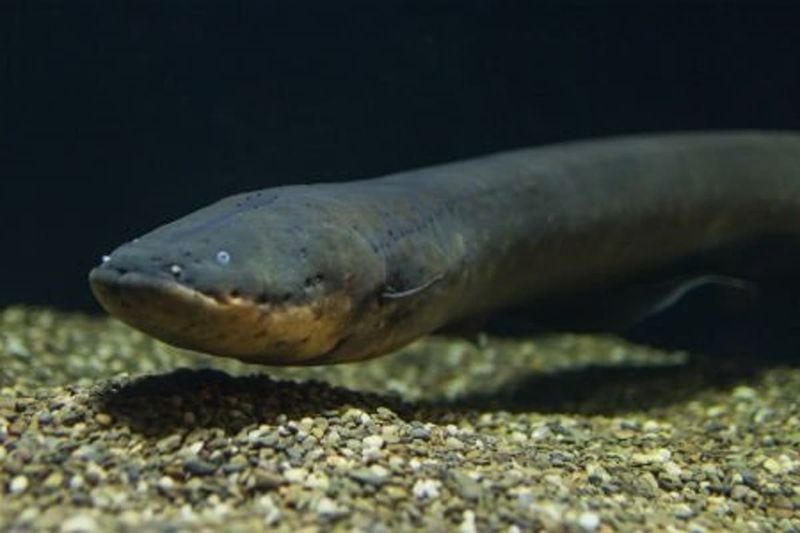 Electric Fish's Record-Breaking Voltage