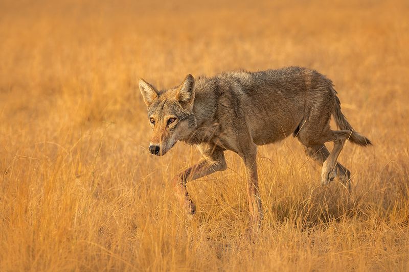 Indian Wolf