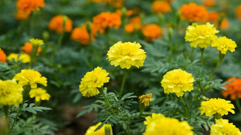 Marigolds' Colorful Defense