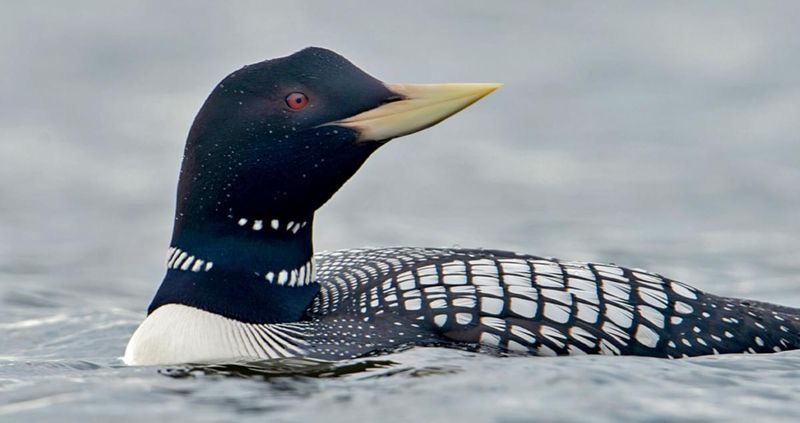 Yellow-billed Loon
