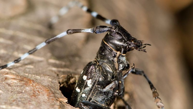 Asian Longhorned Beetle