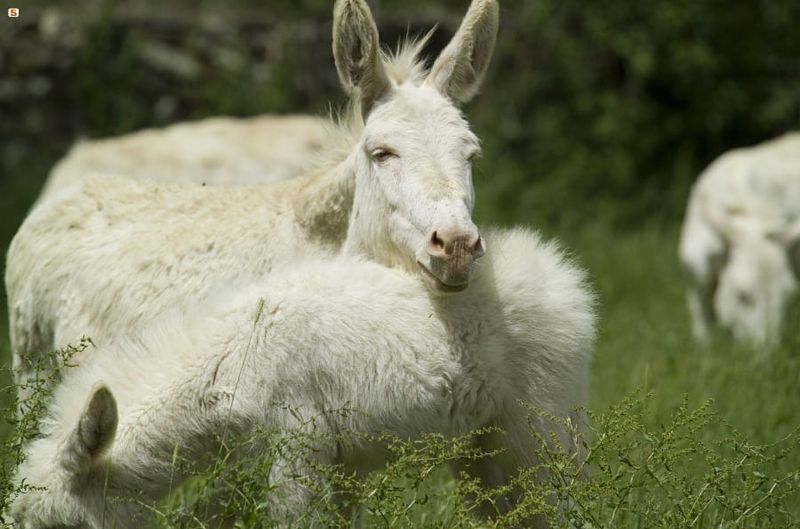 Wild Donkeys