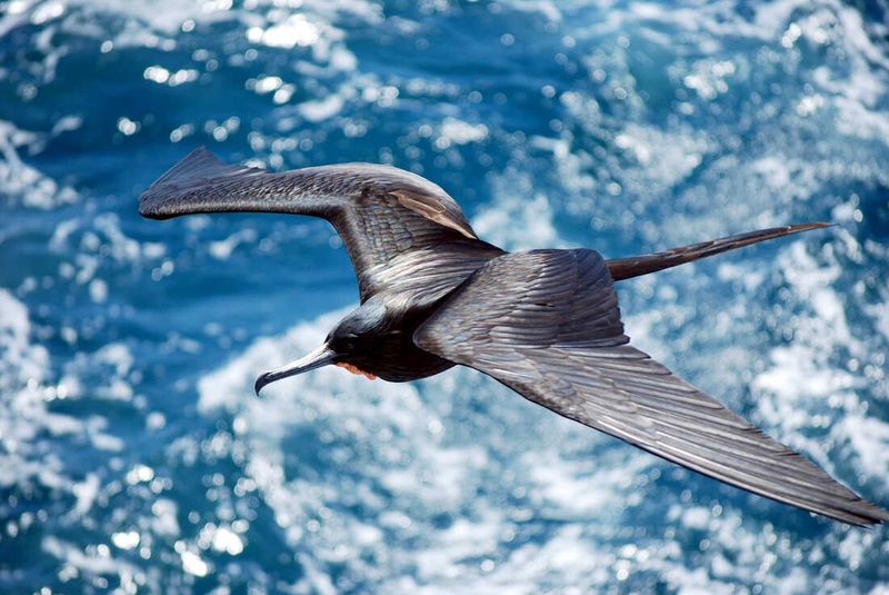 Frigatebird: The Aerial Pirate