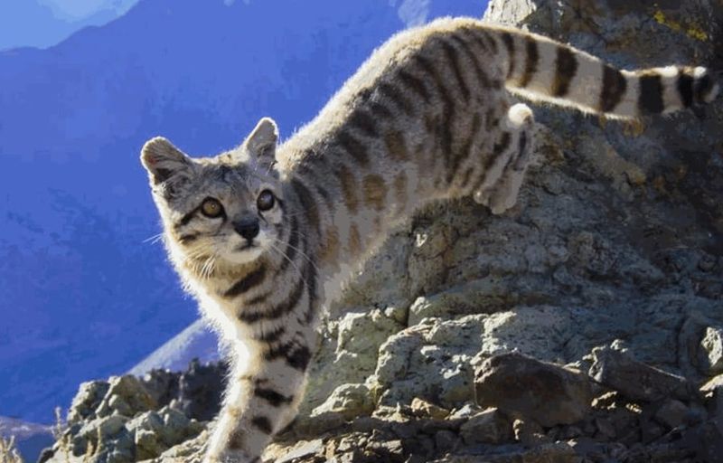 Andean Mountain Cat